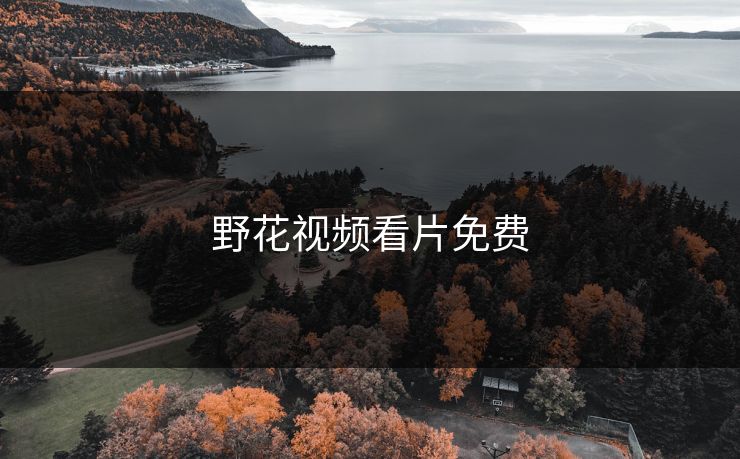野花视频看片免费